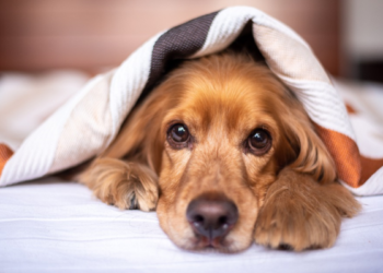 धक्कादायक! कुत्रा भुंकल्यामुळे मालकासह तिघांना लोखंडी रॉडने मारहाण