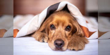 धक्कादायक! कुत्रा भुंकल्यामुळे मालकासह तिघांना लोखंडी रॉडने मारहाण