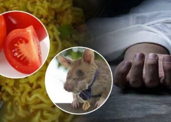 मुंबई: टीव्ही पाहाण्याचं वेड महिलेच्या जीवावर बेतलं. उंदीर मारण्यासाठी ठेवलेले विषारी टमाटर खाल्लं.