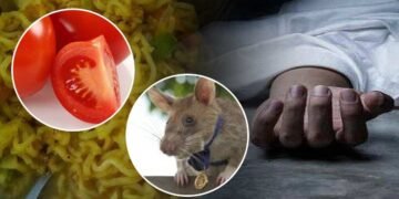 मुंबई: टीव्ही पाहाण्याचं वेड महिलेच्या जीवावर बेतलं. उंदीर मारण्यासाठी ठेवलेले विषारी टमाटर खाल्लं.