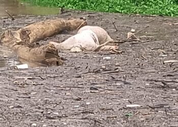 पैनगंगा नदी पात्रात सापडला अनोळखी इसमाचा मृतदेह