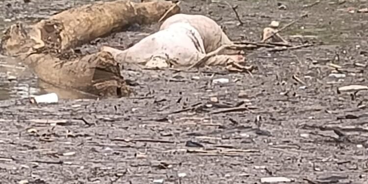 पैनगंगा नदी पात्रात सापडला अनोळखी इसमाचा मृतदेह