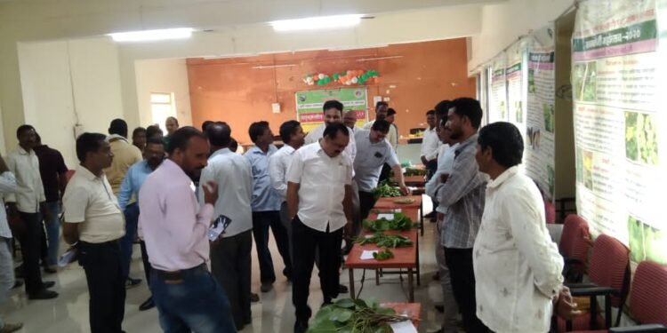 कृषी विभाग व आत्मा यांच्या वतीने झरी येथे रानभाजी महोत्सव उत्साहात साजरा.