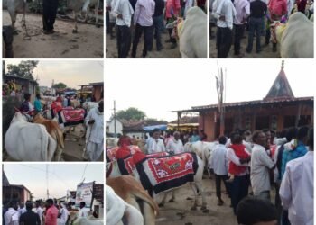 डोंगरगाव येथे उपसरपंच सदस्य सरपंच यांच्या उपस्थित बैल पोळा उत्साहवर्धक वातावरणात साजरा.