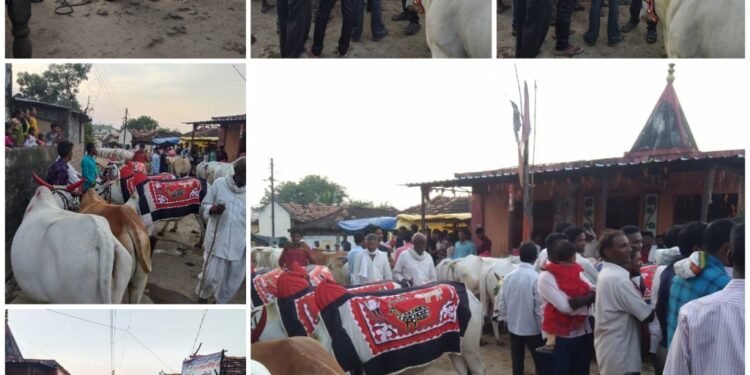 डोंगरगाव येथे उपसरपंच सदस्य सरपंच यांच्या उपस्थित बैल पोळा उत्साहवर्धक वातावरणात साजरा.