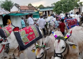पाचगाव येथे बैलपोळा उत्साहापूर्ण वातावरणात साजरा.