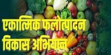 चंद्रपूर जिल्हात एकात्मिक फलोत्पादन विकास अभियानांतर्गत फळे, फुले, मसाला लागवड व जुन्या फळबागांचे होणार पुनरुज्जीवन.