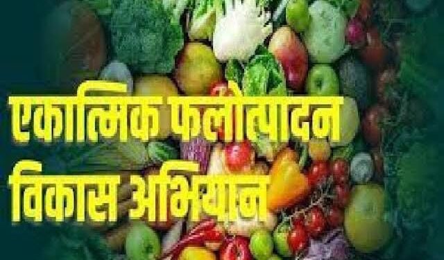चंद्रपूर जिल्हात एकात्मिक फलोत्पादन विकास अभियानांतर्गत फळे, फुले, मसाला लागवड व जुन्या फळबागांचे होणार पुनरुज्जीवन.