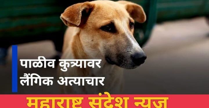 संतापजनक 65 वर्षीय नराधमाने केला पाळीव कुत्रीवर अत्याचार.