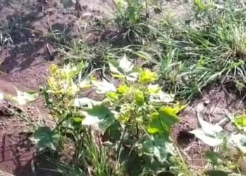 वर्धा: कपाशीची पीक पिवळी पडल्यानं शेतकरी संकटात, नुकसानीचा पंचनामा करण्याचे आदेश.