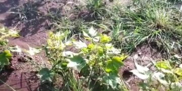 वर्धा: कपाशीची पीक पिवळी पडल्यानं शेतकरी संकटात, नुकसानीचा पंचनामा करण्याचे आदेश.