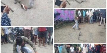 डोंगरगाव येथे सर्पमित्र दिपक वांढरे यांनी दिला सापाला जीवदान.