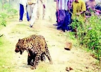 पोडसा गावात मध्यरात्री बिबट गोठ्यात शिरला, गावात मोठी दहशत वनविभागाचे दुर्लक्ष.