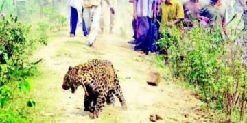 पोडसा गावात मध्यरात्री बिबट गोठ्यात शिरला, गावात मोठी दहशत वनविभागाचे दुर्लक्ष.