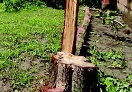 संगमनेर: शेतकर्‍याच्या उभ्या शेतातील चंदनाच्या पाच झाडांची चोरी, चार जणांविरोधात गुन्हा दाखल.