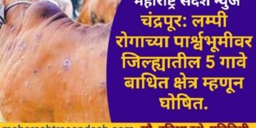 चंद्रपूर: लम्पी रोगाच्या पार्श्वभूमीवर जिल्ह्यातील 5 गावे बाधित क्षेत्र म्हणून घोषित.
