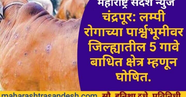 चंद्रपूर: लम्पी रोगाच्या पार्श्वभूमीवर जिल्ह्यातील 5 गावे बाधित क्षेत्र म्हणून घोषित.