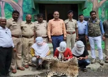 नाशिक: बिबट्याची कातडी, चिंकाराचे आणि निलगायीचे शिंगे तस्करी प्रकरणी तीन जणांना अटक, त्यात दोन विद्धार्थी.