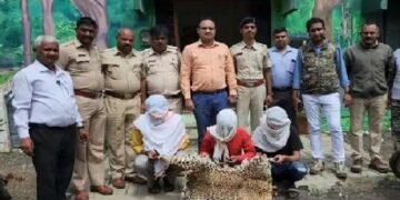 नाशिक: बिबट्याची कातडी, चिंकाराचे आणि निलगायीचे शिंगे तस्करी प्रकरणी तीन जणांना अटक, त्यात दोन विद्धार्थी.