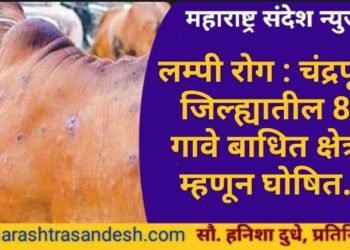 लम्पी रोग : चंद्रपूर जिल्ह्यातील 8 गावे बाधित क्षेत्र म्हणून घोषित, 5 किलोमीटर परिसरातील 60 गावे सतर्कता क्षेत्रात.