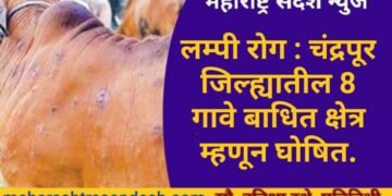 लम्पी रोग : चंद्रपूर जिल्ह्यातील 8 गावे बाधित क्षेत्र म्हणून घोषित, 5 किलोमीटर परिसरातील 60 गावे सतर्कता क्षेत्रात.