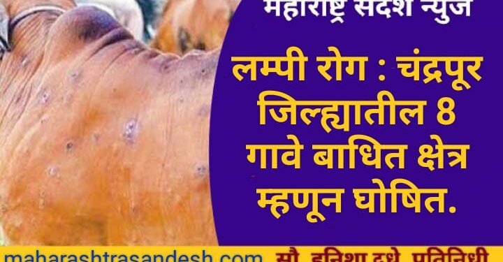 लम्पी रोग : चंद्रपूर जिल्ह्यातील 8 गावे बाधित क्षेत्र म्हणून घोषित, 5 किलोमीटर परिसरातील 60 गावे सतर्कता क्षेत्रात.