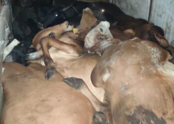 चोपड्यात गुरांचा खचाखच भरलेली आयशर गाडी पोलिसांनी सिनेस्टाईल पाठलाग करत पकडली 11 जनावरांचा मृत्यू.