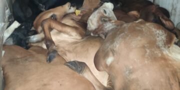 चोपड्यात गुरांचा खचाखच भरलेली आयशर गाडी पोलिसांनी सिनेस्टाईल पाठलाग करत पकडली 11 जनावरांचा मृत्यू.