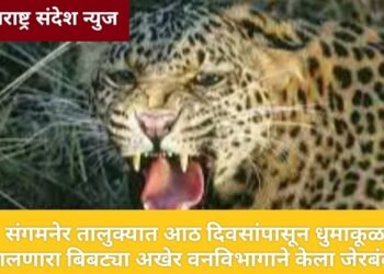 संगमनेर तालुक्यात आठ दिवसांपासून धुमाकूळ घालणारा बिबट्या अखेर वनविभागाने केला जेरबंद.