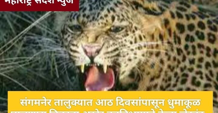 संगमनेर तालुक्यात आठ दिवसांपासून धुमाकूळ घालणारा बिबट्या अखेर वनविभागाने केला जेरबंद.