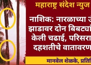 नाशिक: सिन्नर येथे नारळाच्या उंच झाडावर दोन बिबट्यांनी  चढाई, परिसरात दहशतीचे वातावरण.