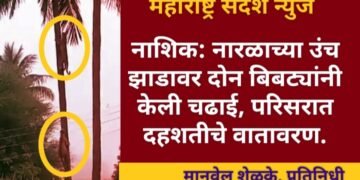 नाशिक: सिन्नर येथे नारळाच्या उंच झाडावर दोन बिबट्यांनी  चढाई, परिसरात दहशतीचे वातावरण.