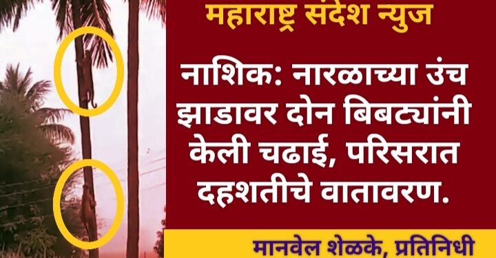 नाशिक: सिन्नर येथे नारळाच्या उंच झाडावर दोन बिबट्यांनी चढाई, परिसरात दहशतीचे वातावरण.