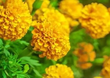 नाशिक: सण-उत्सवाच्या घटकेला झेंडूच्या फुलांचे भाव वधरले, पूजा महागणार.