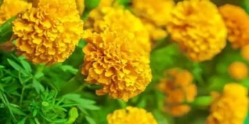 नाशिक: सण-उत्सवाच्या घटकेला झेंडूच्या फुलांचे भाव वधरले, पूजा महागणार.