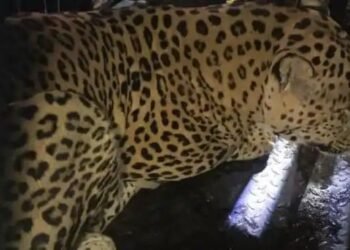 नानेगाव परिसरात  दहशत माजवणारा बिबट्याला अखेर वन विभागाने केलं पिंजऱ्यात जेरबंद.