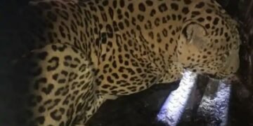 नानेगाव परिसरात  दहशत माजवणारा बिबट्याला अखेर वन विभागाने केलं पिंजऱ्यात जेरबंद.