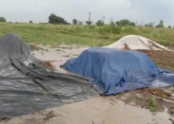 नेवासा तालुक्यामध्ये परतीच्या पावसाने घातला धुमाकूळ, सोयाबीन, कपाशी, चारा पिकांचे मोठ्या प्रमाणात नुकसान.