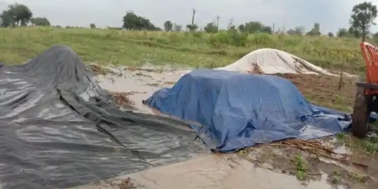 नेवासा तालुक्यामध्ये परतीच्या पावसाने घातला धुमाकूळ, सोयाबीन, कपाशी, चारा पिकांचे मोठ्या प्रमाणात नुकसान.