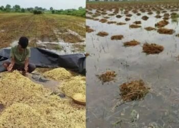 नाशिक: अतिवृष्टीमुळे बळीराजा मेटाकुटीला, हजारो हेक्टर सोयाबीन ही पाण्यात सडून गेली.