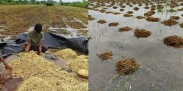 नाशिक: अतिवृष्टीमुळे बळीराजा मेटाकुटीला, हजारो हेक्टर सोयाबीन ही पाण्यात सडून गेली.