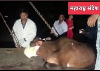 संतापजनक: दिवाळीच्या दिवशी गायच्या तोंडात फटका फुटल्याले गायीचा तोंड झाल पूर्णत्व उद्धवस्त.