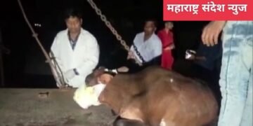 संतापजनक: दिवाळीच्या दिवशी गायच्या तोंडात फटका फुटल्याले गायीचा तोंड झाल पूर्णत्व उद्धवस्त.