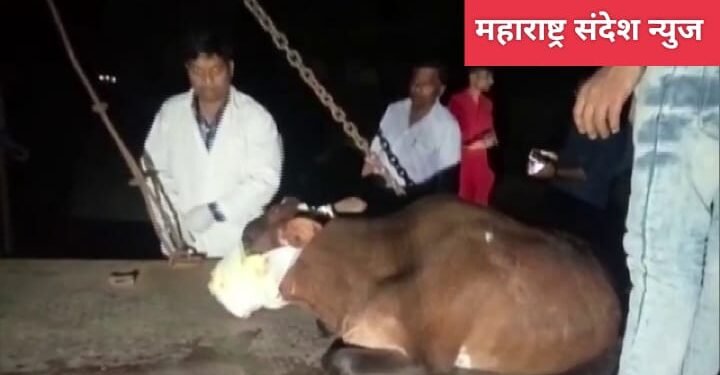 संतापजनक: दिवाळीच्या दिवशी गायच्या तोंडात फटका फुटल्याले गायीचा तोंड झाल पूर्णत्व उद्धवस्त.