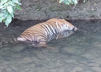 नागपूर जिल्हातील हिंगणा वन परिक्षेत्र येथे वाघिणीचा दुर्दैवी मृत्यू, वन विभाग करत आहे तपास.