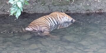 नागपूर जिल्हातील हिंगणा वन परिक्षेत्र येथे वाघिणीचा दुर्दैवी मृत्यू, वन विभाग करत आहे तपास.