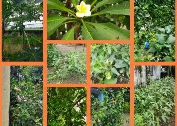 जिल्हा परिषद प्राथमिक शाळा दुर्गापुर पंचायत समिती झरी जामणी जणू काही बनली बगीचाच.