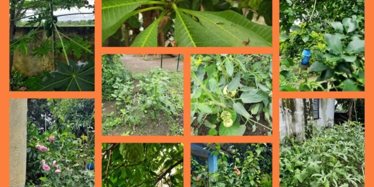 जिल्हा परिषद प्राथमिक शाळा दुर्गापुर पंचायत समिती झरी जामणी जणू काही बनली बगीचाच.