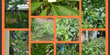 जिल्हा परिषद प्राथमिक शाळा दुर्गापुर पंचायत समिती झरी जामणी जणू काही बनली बगीचाच.