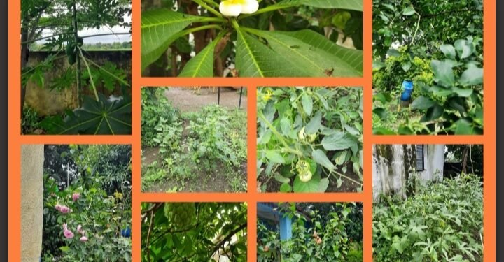 जिल्हा परिषद प्राथमिक शाळा दुर्गापुर पंचायत समिती झरी जामणी जणू काही बनली बगीचाच.